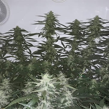 Auto Xtreme Feminised Silver - Фото №3